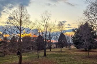 The Little Issues E-newsletter #458...