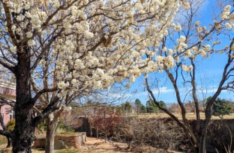 The Little Issues E-newsletter #461...