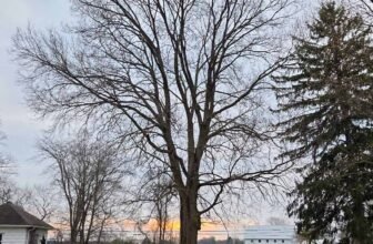 The Little Points Publication #462 ...