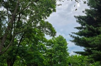 The Little Issues Publication #474 ...