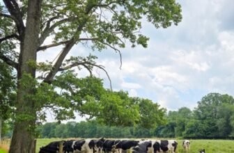 The Little Issues Publication #482 ...