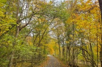 The Little Issues Publication #492 ...