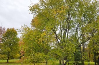 The Little Issues E-newsletter #493...