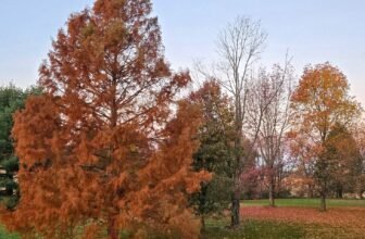 The Little Issues Publication #495 ...