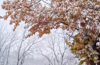 The Little Issues E-newsletter #496...