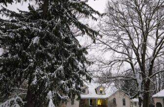 The Little Issues Publication #498 ...