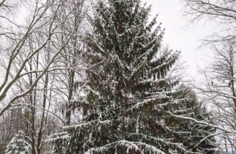 The Little Issues E-newsletter #500...